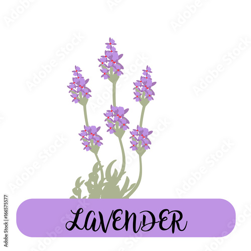 lavender flowers elements. Botanical. Collection of lavender flowers on a white background. Vector illustration bundle.
