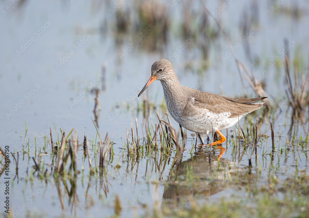 Redshank Redshank