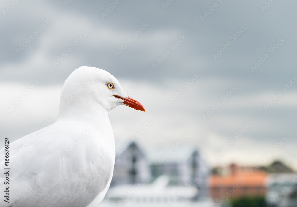 White seagull bird perched in harbour as dark clouds roll in White seagull bird perched in harbour as dark clouds roll in