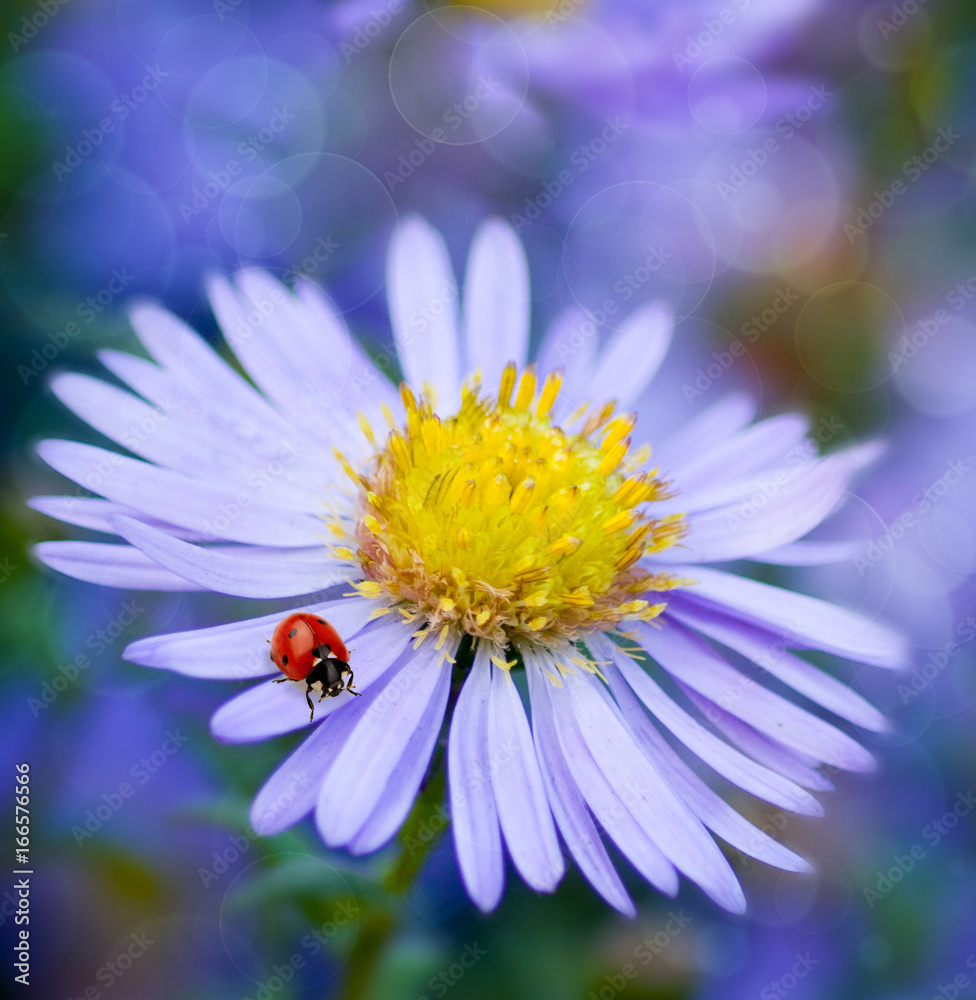 ladybug and daisy on a blue background ladybug and daisy on a blue background