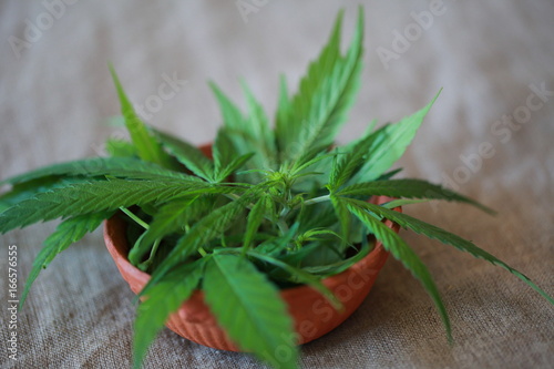Cannabis leaf green leaves marijuana clay pot © Elroi