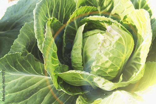 Fresh Green Head of Cabbage in the garden photo