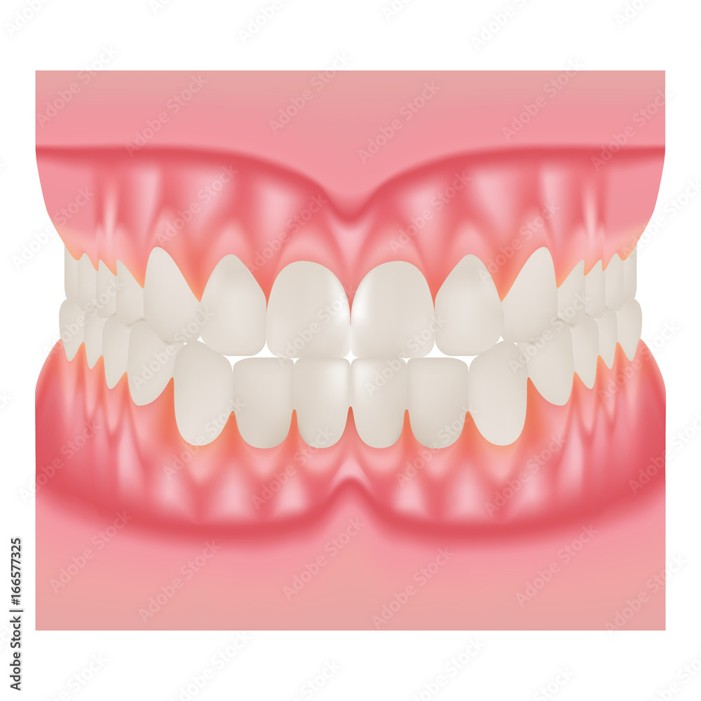 Obraz premium Dentures With White Teeth, Dentition The Gums Of The Upper And Lower Jaw, The Bite In Occlusion Isolated On A White Background. Vector Illustration. Stomatology. Teeth And Tooth Concept Of Dental