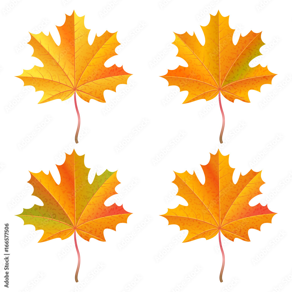 Set of realistic orange maple leaves. Autumn vector illustration. Set of realistic orange maple leaves. Autumn vector illustration.