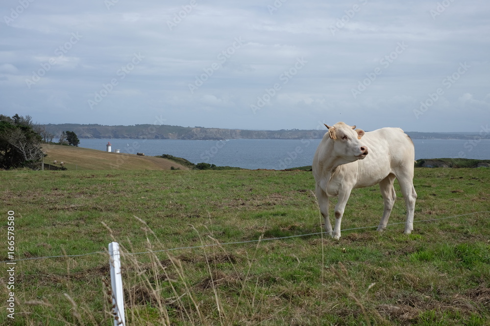 Prairie de vaches