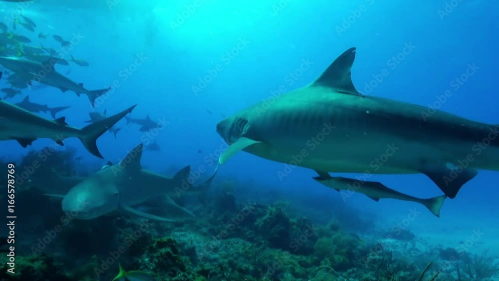 Tiger shark joins other sharks over Bahamas reef, POV Tiger shark joins other sharks over Bahamas reef, POV