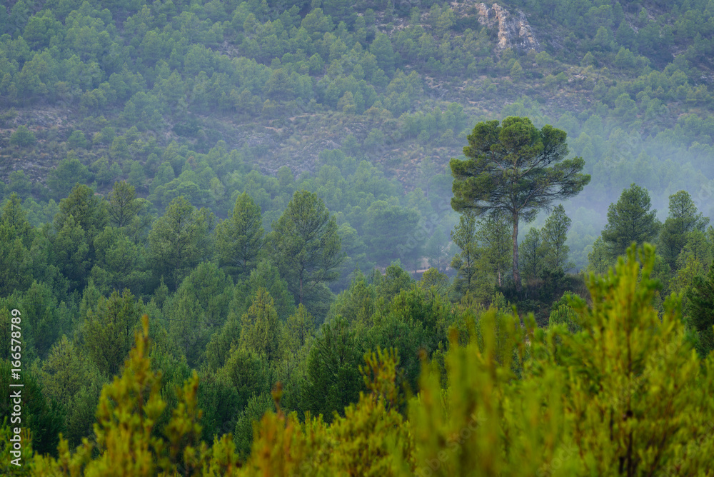 Green tree forest background, beautiful view on fresh pines 