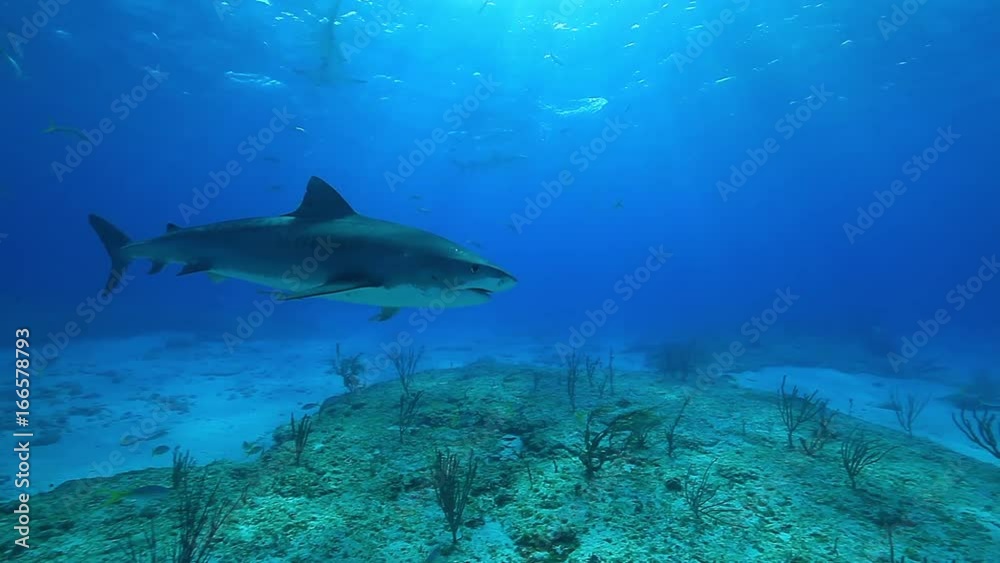 Tiger shark swims under school of fish, POV