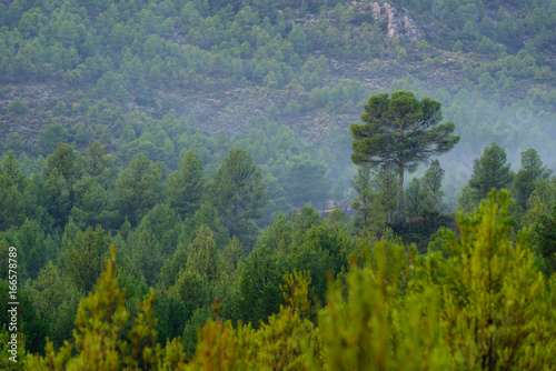 Green tree forest background, beautiful view on fresh pines  © Jeronimo Contreras