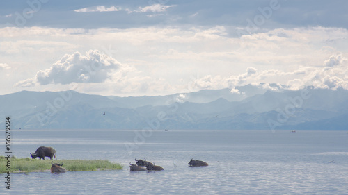 Water Buffalo at Kigali Lake Uganda