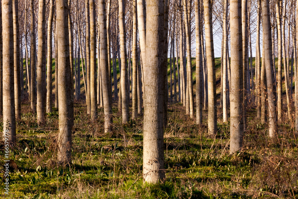 Fototapeta premium cottonwoods cultivation