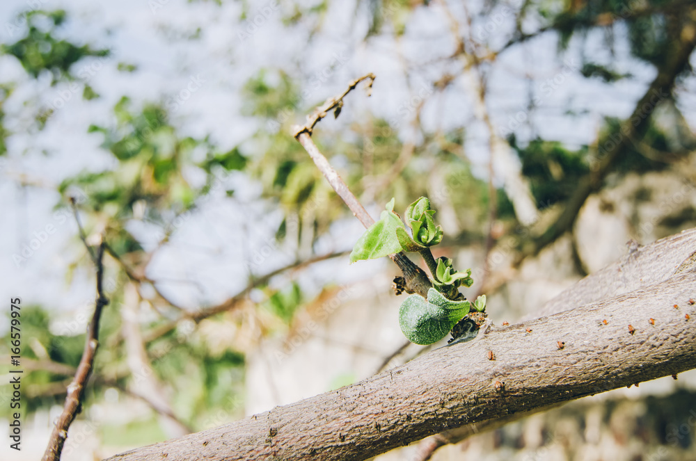 closed up shoot, branches with green buds at sunny day