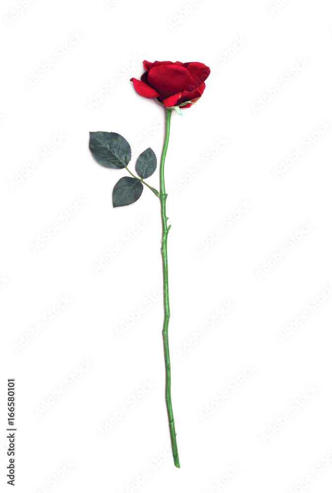 Red rose flower isolated on a white background