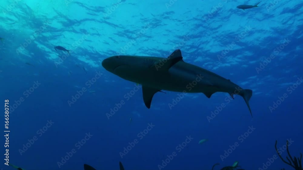 Low angle, shark swims over Bahamas reef, Low angle, shark swims over Bahamas reef,