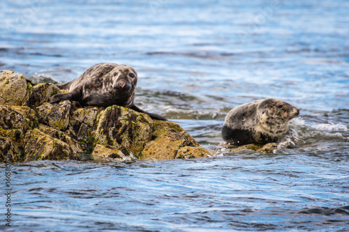 Farne Islands Grey Seals / The Farne Islands are a breeding ground for Grey Seals. They usually pup in the autumn months © drhfoto