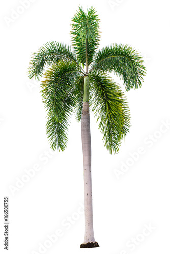 Palm tree isolated on white background with clipping path © Goodvibes Photo