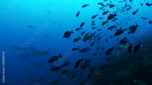 Scuba diver photographs manta rays, Galapagos