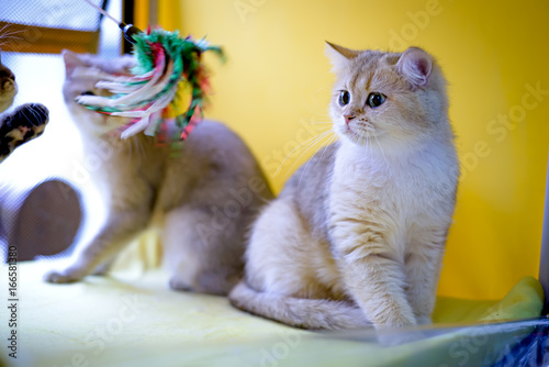 Fotografie Cat of the breed Burmilla Shorthair