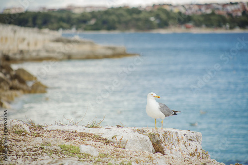 seagull at beach 