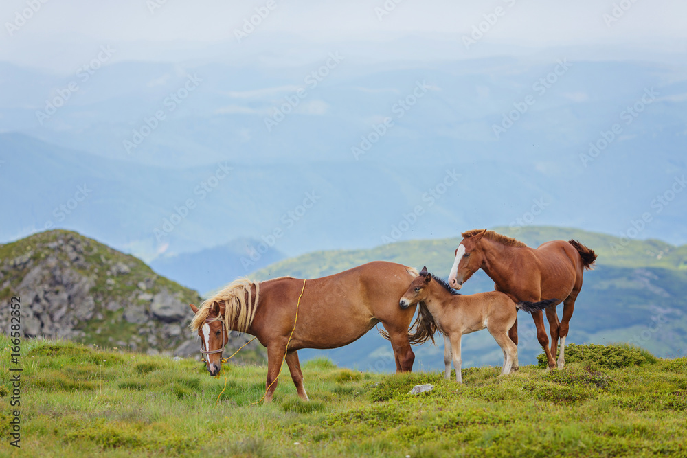 Horses in a meadow. Family with little foal