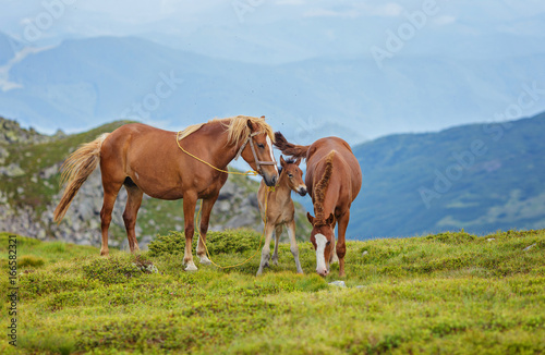 Horses in a meadow. Family with little foal