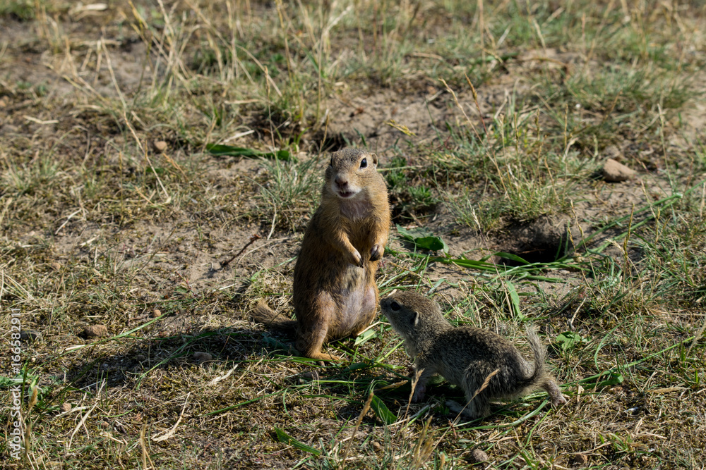 marmot marmot