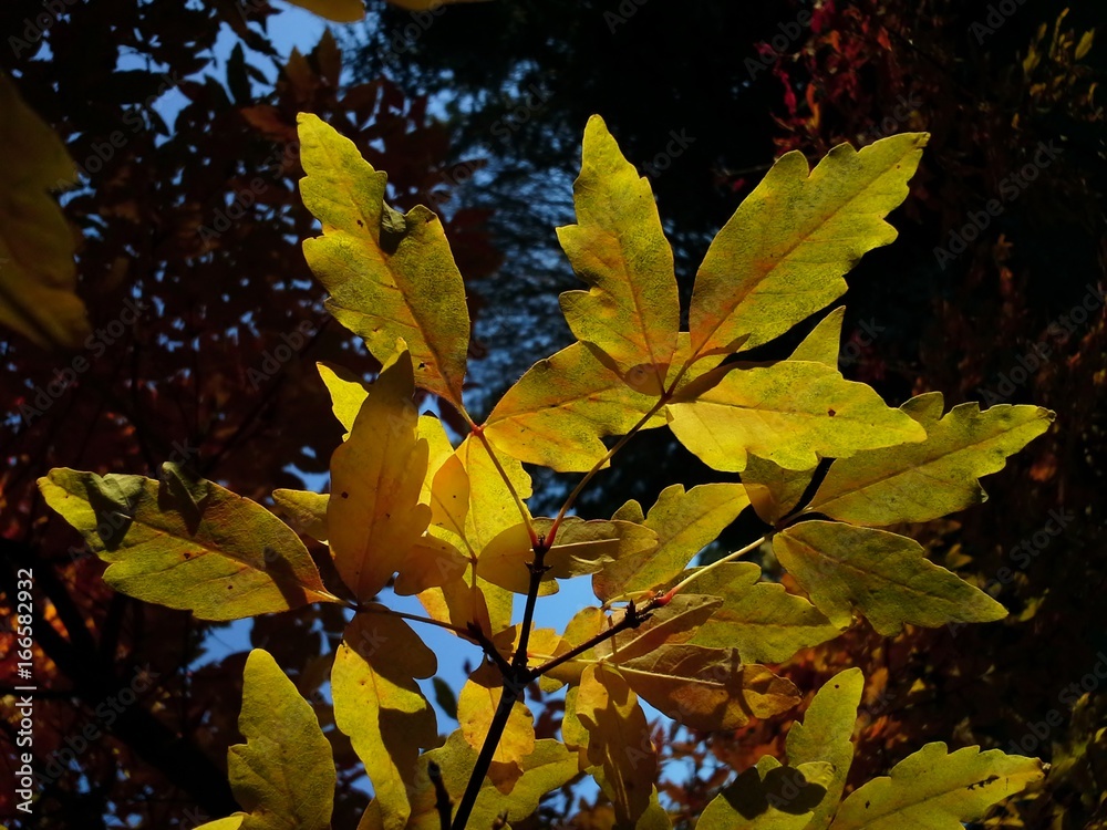 Fototapeta premium Translucent Acer Tree Leaves