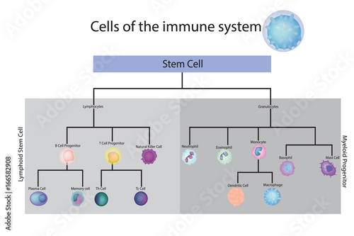 Cells of the immune system