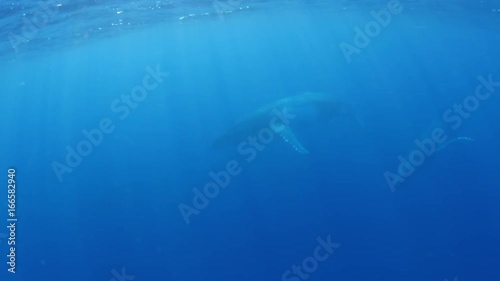 Humpback whales spin in open water, POV