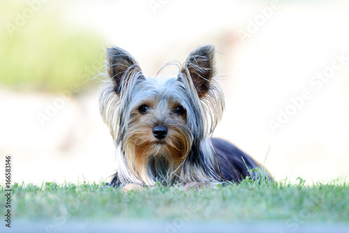 Small Yorkshire Terrier in the garden.