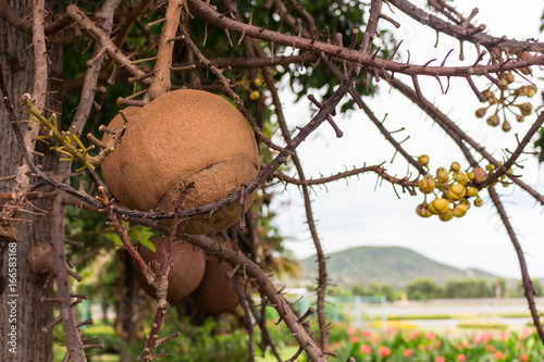  cannonball tree : ホウガンノキ photo