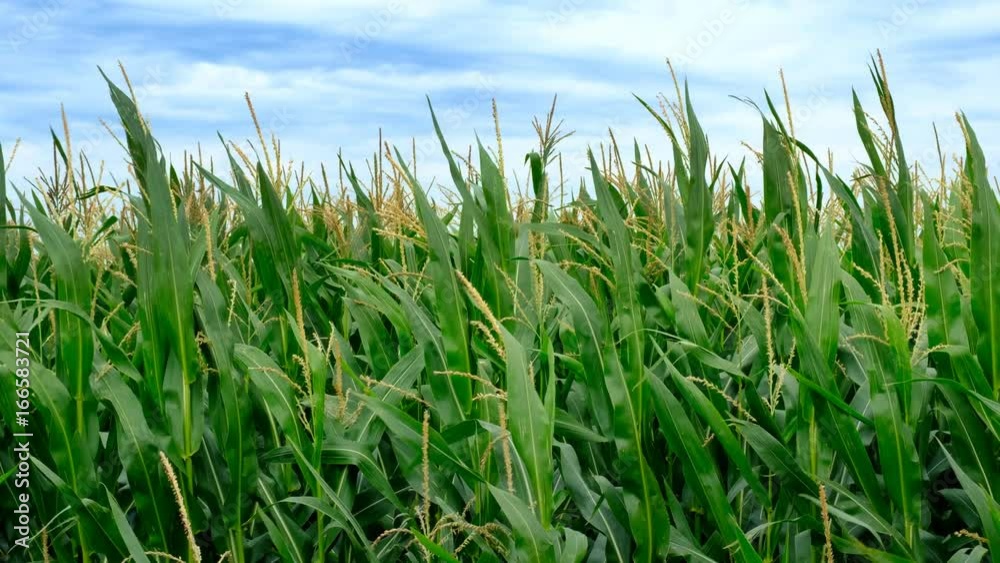 Corn field with corn plants