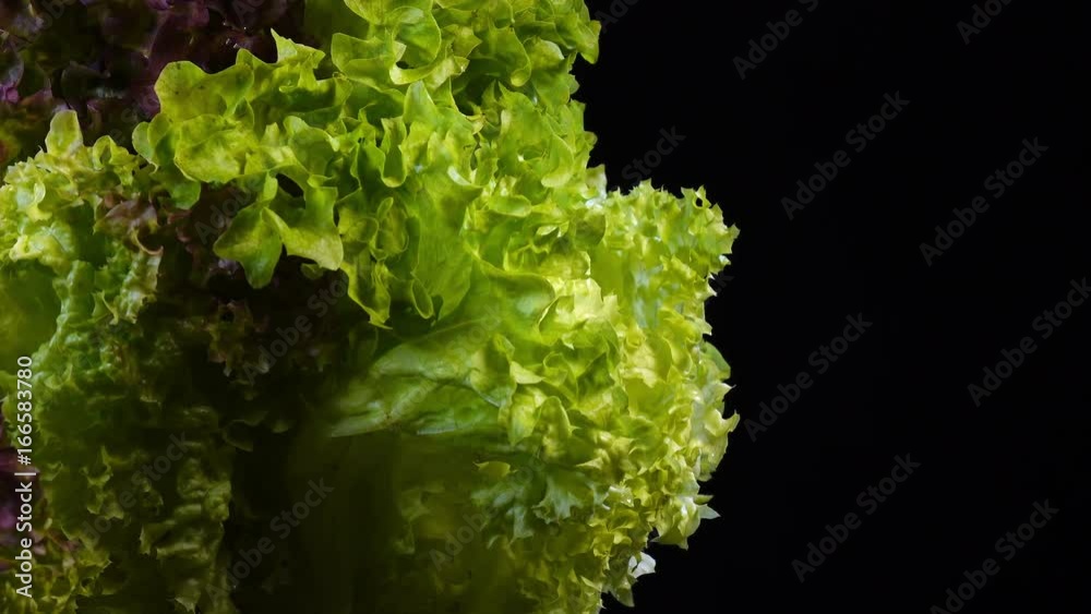 Excellent bunch of fresh salads close up, rotating to the left on black background with side center. Amazing greens with vibrant texture in 4k, 3840x2160, clip. Eco product for healthy food. Excellent bunch of fresh salads close up, rotating to the left on black background with side center. Amazing greens with vibrant texture in 4k, 3840x2160, clip. Eco product for healthy food.