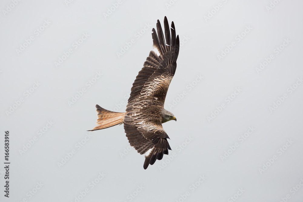 Obraz premium Red kite