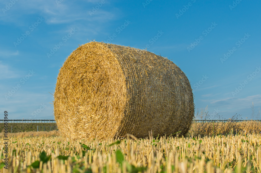 Straw shoe during harvest on the background of the blue sky