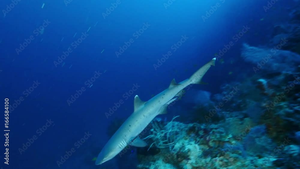 Shark swims ocean ridge, POV Shark swims ocean ridge, POV