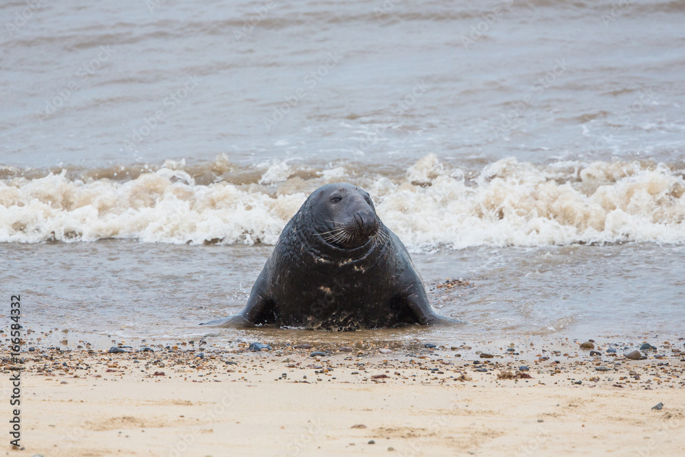 Fototapeta premium Grey Seals