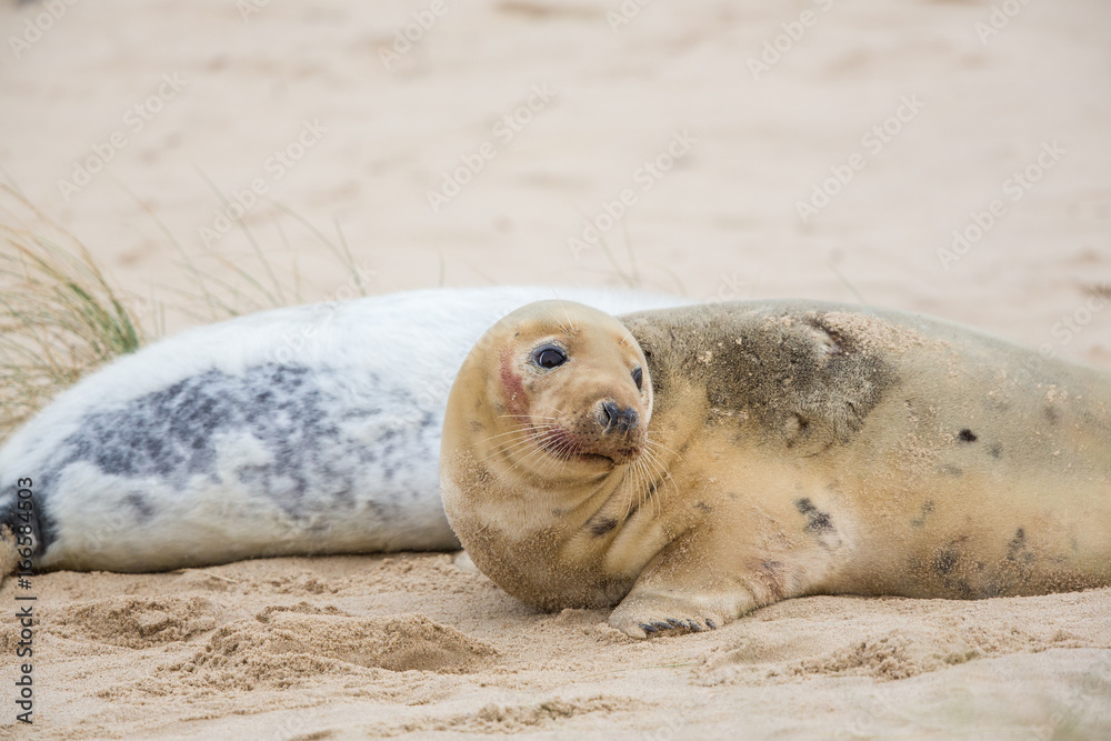Naklejka premium Grey Seals