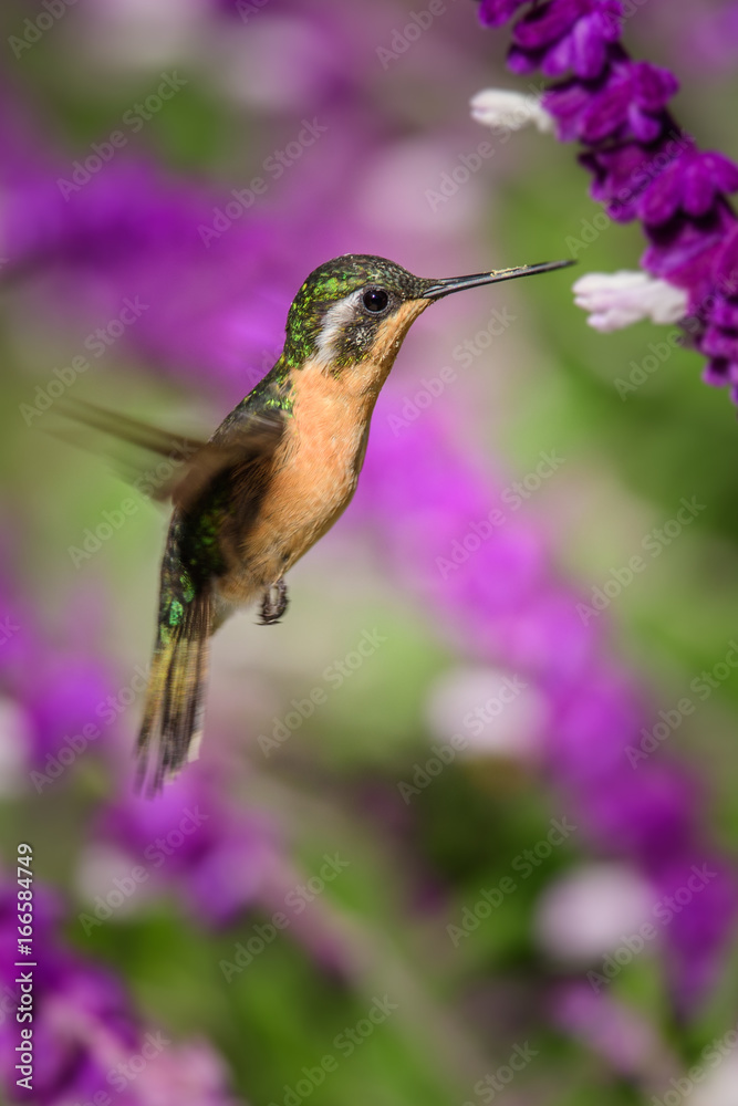 Fototapeta premium Hummingbird(Trochilidae)Flying gems