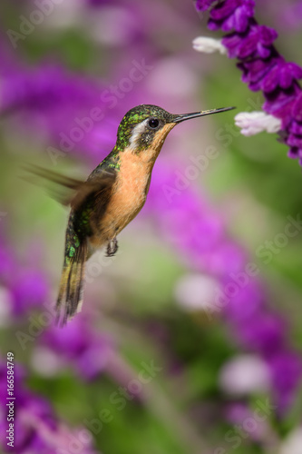 Hummingbird(Trochilidae)Flying gems © vaclav