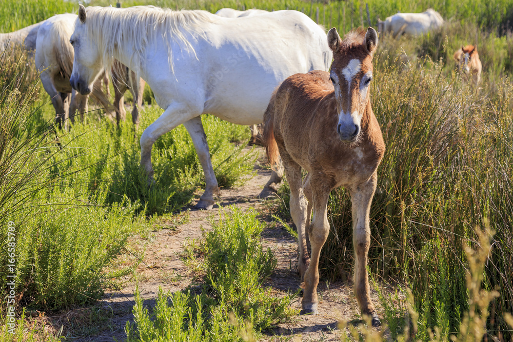 Wild horses in Camargue, France Wild horses in Camargue, France