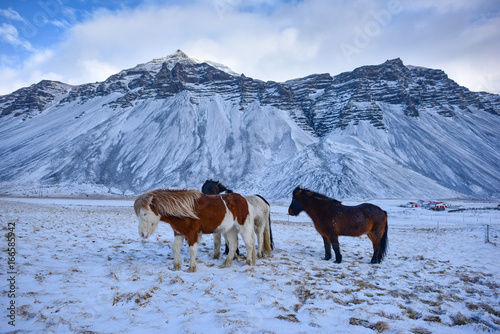 Beautiful icelandic horses in winter  Iceland