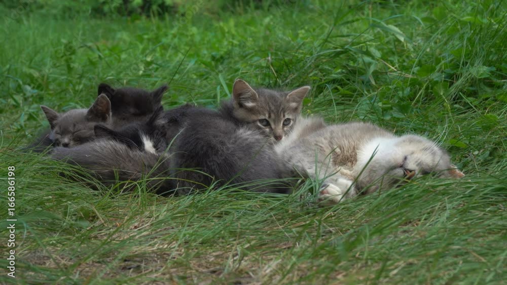 sleeplessness one kitten of cats sleep family
sleeplessness one kitten of cats sleep family