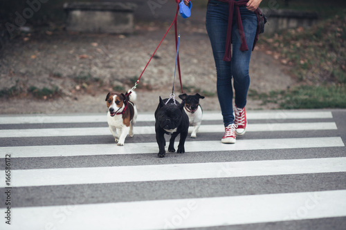 Dog walker crossing a street with dogs.