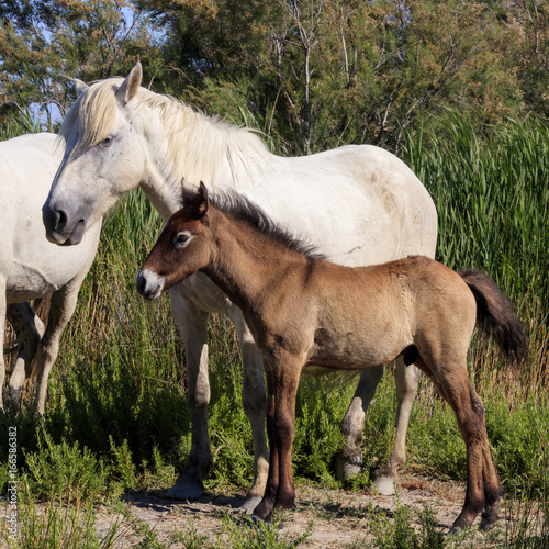 Wild horses in Camargue, France