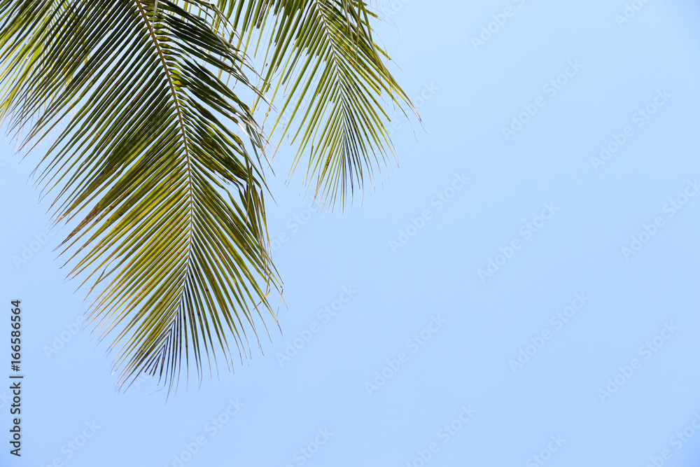 Coconut leaves and sky In tropical countries summer with space for your text Coconut leaves and sky In tropical countries summer with space for your text