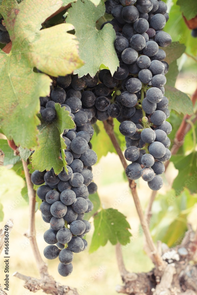 Fototapeta premium Fresh fruit black grapes in the vineyard