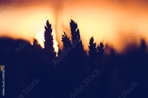 Silhouette of wheat ears in sunset back lit. Sun ball in background