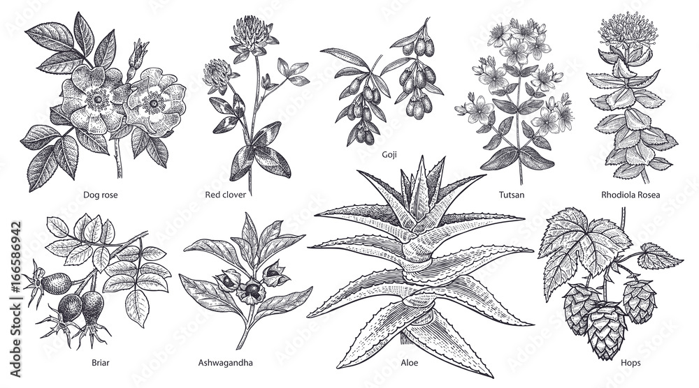 Medical plants and herbs set. Medical plants and herbs set.