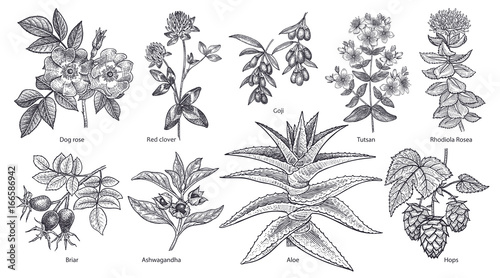 Medical plants and herbs set.